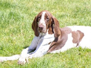 Tenuta Moncarlino Exclusive Accomodation in Monferrato Outdoor